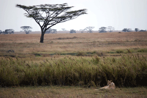 sabana